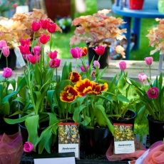 geraldine-summer-fete-gallery-1